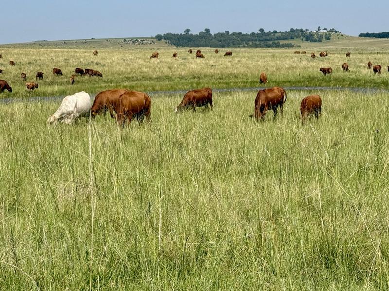 0 Bedroom Property for Sale in Bethlehem Rural Free State